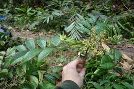 Image result for Sorindeia