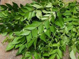Use them in soups, stews, and sauces (just like you would use bay leaves). Is Your Curry Patta Plant Weak Or Dying Take These Steps To Maintain It