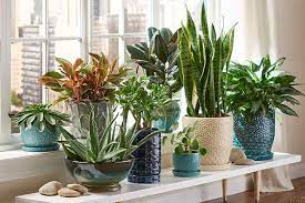 Hoya carnosa plants, more commonly known as wax plants, have been a houseplant staple for decades. Best Indoor Plants Easy Houseplants The Home Depot Canada