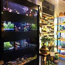 Ultra Hd Bekleriz Cumartesi Neyapsak Nereyegitsek Haftasonu Kadikoy Moda Sutopya Aquariums Goldfish Bettafish Kerevit Sak Akvaryum Betta Sutopu