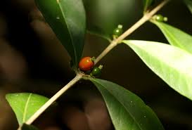 Image result for Tricalysia