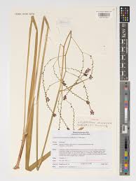 Image result for Zygotritonia