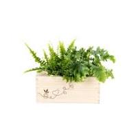 Blooms out of the Box - luchtzuiverende planten (Maat M)