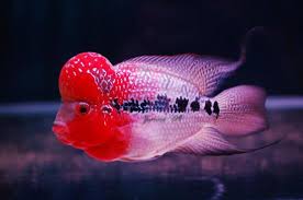 The Flowerhorn Shop Home Facebook