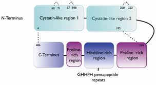 Cancers tend to be dependent and virgos like to be protective. Histidine Rich Glycoprotein And Cancer A Multi Faceted Relationship Anticancer Research