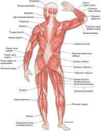 Key facts about the human organs. Superficial Muscles Back View Carlson Stock Art