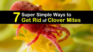 To differentiate clover mites from chiggers, you have to observe them closely. 7 Super Simple Ways To Get Rid Of Clover Mites