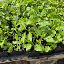 Image result for Ocimum lamiifolium