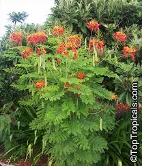 Image result for Caesalpinia cassioides