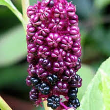 Image result for Phytolacca
