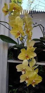 Phalaenopsis Sogo Gold Orchids Orchid Flower Phalaenopsis