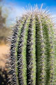 Saguaros cactus have a long lifespan. 8 Amazing Things To Do In Saguaro National Park Earth Trekkers