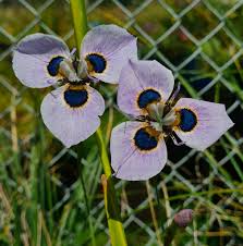 Image result for Moraea