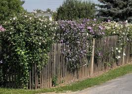 Ungiftige Heckenpflanzen Fur Kindergarten Und Spielplatze Heckenpflanzen Garten Anpflanzen Hecke Pflanzen
