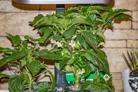 Image result for Peponium sp. A