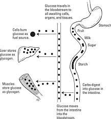 Carbohydrates are stored in fhe kiver and musc in the form of. Tracking Carbs Through The Body Diabetes And Carb Counting For Dummies For Dummies Lifestyle 1st Edition