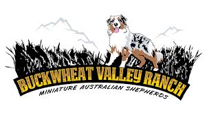 Maybe you would like to learn more about one of these? The Top Australian Shepherd Breeder In Pennsylvania Raising High Quality Purebred Mini Aussie Puppies In Pa Buckwheat Valley Ranch