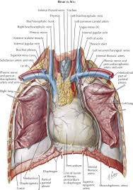 Stability to arm and shoulder movement; 1 Anatomy Thoracic Key