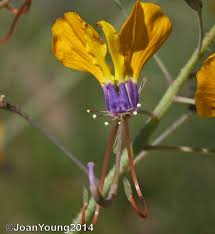 Image result for Cleome angustifolia