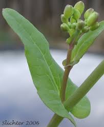 Image result for Brassica rapa