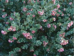 Image result for Adenocarpus mannii