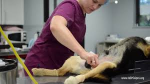To remember when you got your dog neutered and never forget his medication get the petable app. Spay Neuter Patient Care Patient Prep Canine Youtube