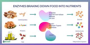 For example, amylase causes the breakdown of starch into simple sugars. Digestive Enzymes Deficiency Symptoms Causes And 25 Natural Sources Of Digestive Enzymes Ecosh Life