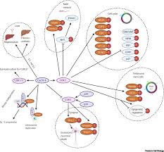 Whenever students face academic hardships, they tend to run to online essay help companies. Cyclin E In Normal Physiology And Disease States Trends In Cell Biology