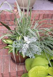 Dusty Miller Phalaris Grass Variegated Hosta And Mother In Law Tongue Variegated Hosta Phalaris Mother In Law Tongue