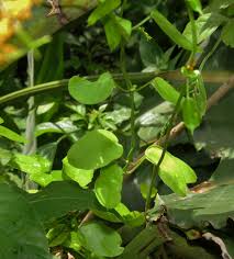 Image result for Cyclantheropsis parviflora