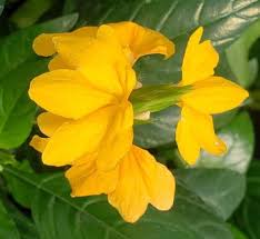 Image result for Crossandra nilotica
