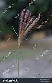 Image result for Chloris virgata