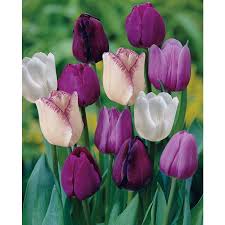 Tulpenmanie) was a period during the dutch golden age when contract prices for some bulbs of the recently introduced and fashionable tulip reached extraordinarily high levels. Shop Garden State Bulb 35 Pack Purple Blend Tulip Bulbs At Lowes Com Tulip Bulbs Planting Bulbs Bulb