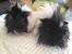 Curly Long Haired Guinea Pig