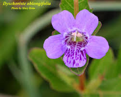 Image result for Dyschoriste transvaalensis