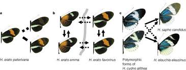 Google scholar lea rg, turner jrg (1972) experiments on mimicry: Three Butterfly System Provides A Field Test Of Mullerian Mimicry Nature