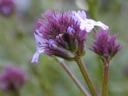 Image result for Nemesia lilacina