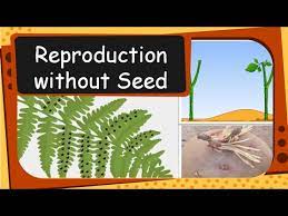 There is also another group called the fungi, that include mushrooms, and these also reproduce by spores. Science Plant Reproduction Without Seed English Youtube