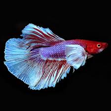 Delta (D) & Super Delta (SD) Betta Fishk