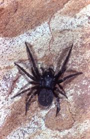 Buzzing spiders are found all over britain but are more predominant in the south. Black House Spider The Australian Museum