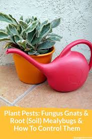 While fruit flies hang out primarily near fruit, rotten food and funky fridges, you'll find fungus gnats in wet plant soil, in sewer areas, and in household drains. How To Control Plant Pests Fungus Gnats Root Mealybugs