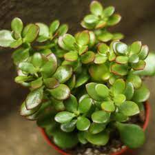 Check spelling or type a new query. Crassula Ovata Obliqua California Red Tip Jade Plant Ed S Plant Shop
