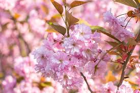 Artistically designed flower arrangements for birthdays, anniversary, new baby, sympathy or any occasion. Sakura In Singapore Where To Find Instagram Worthy Trumpet Trees In Singapore Tatler Singapore