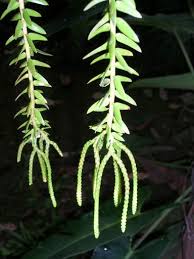 Image result for Lycopodiaceae