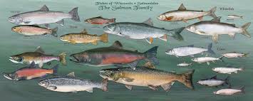 Wisconsins Fish All Of Them Star In New Poster Series