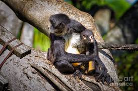 Only 2 available and it's in 12 people's carts. Spider Monkey Mom And Baby Photograph By Stephanie Hayes
