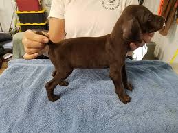 We have 3 male english pointer puppies born 28th january. Krecklau German Shorthairs German Shorthair Puppies Mn