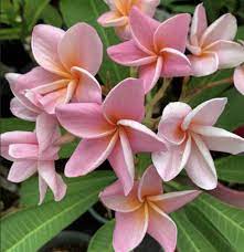 Plumeria Kawai Beauty Plumeria Flowers Amazing Flowers Plumeria