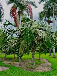Chambeyronia Macrocarpa Florida Palm Trees Tropical Landscaping Palm Garden