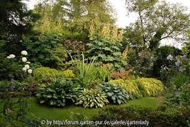 Federmohn Macleaya Microcarpa Hort Cordata Geheimer Garten Garten Geheime Garten